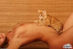 Котята сексом занимаются
